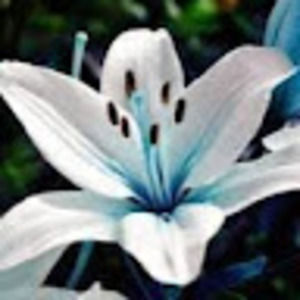 Meet your Posher, Lily